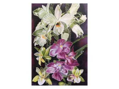 15. White & Pink Orchids