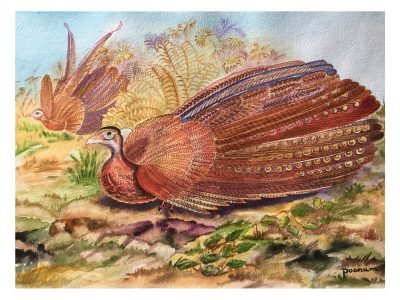 24. Great Argus birds