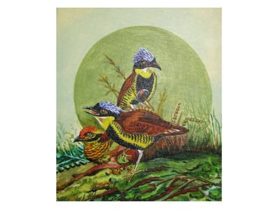 33. Gurney's pitta birds