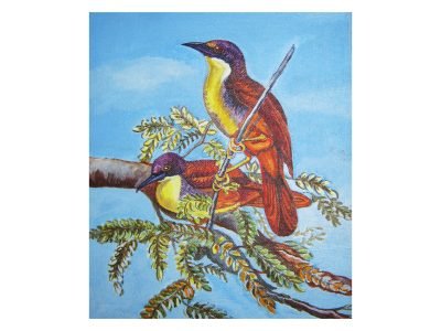 34. Mangrove whistler birds