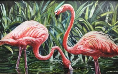 Flamingos