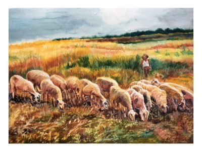 Shepherd and his sheeps