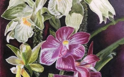 White and Pink Orchids